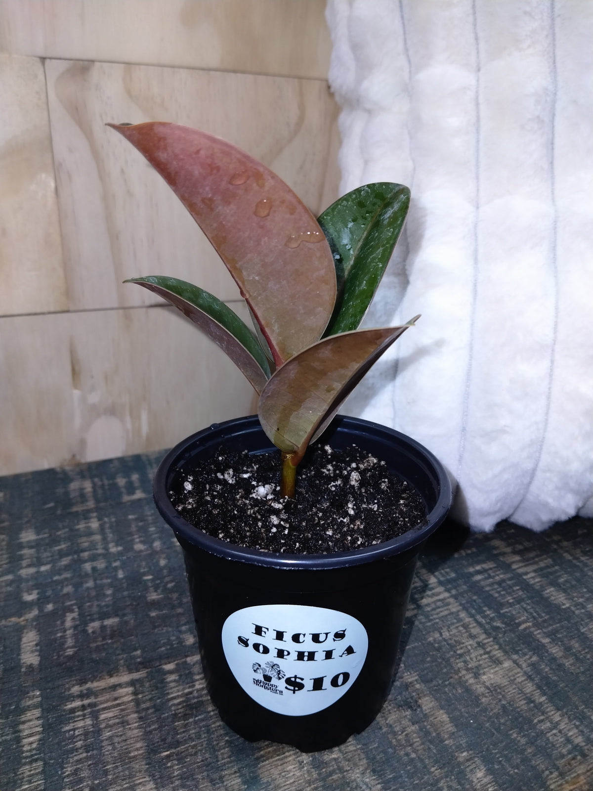 ficus sophia