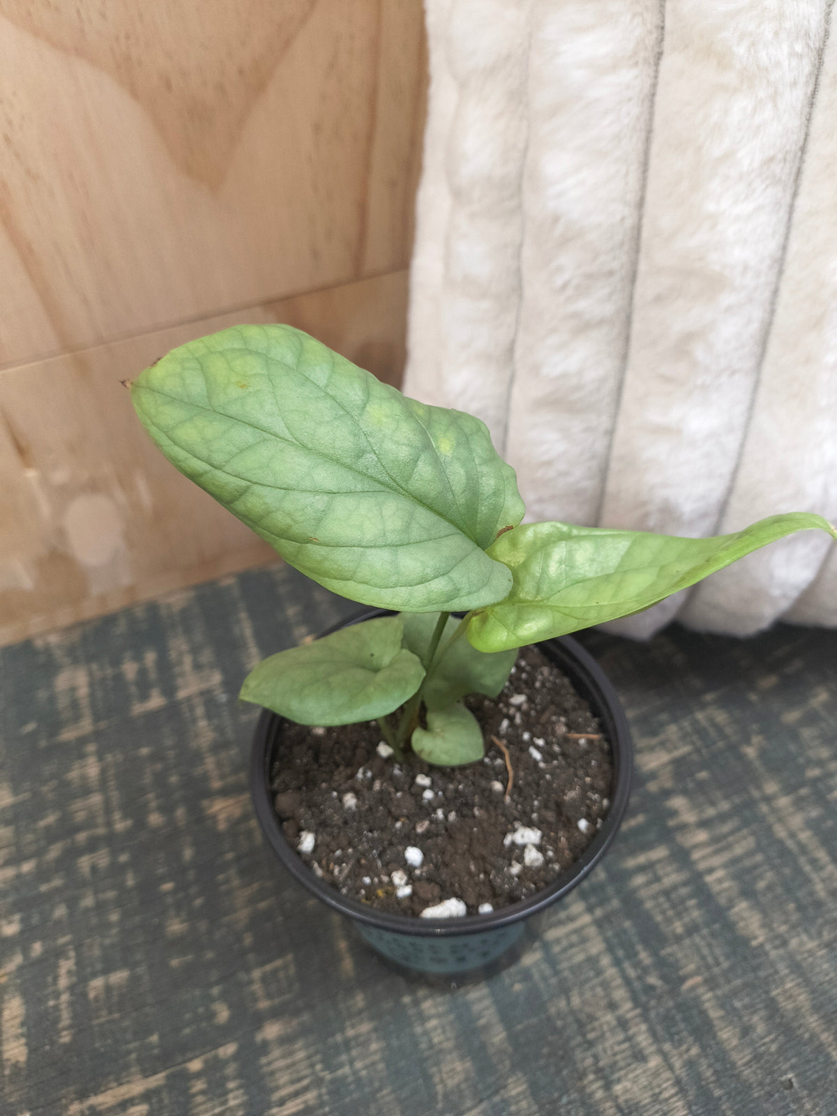 Spiderman Monstera