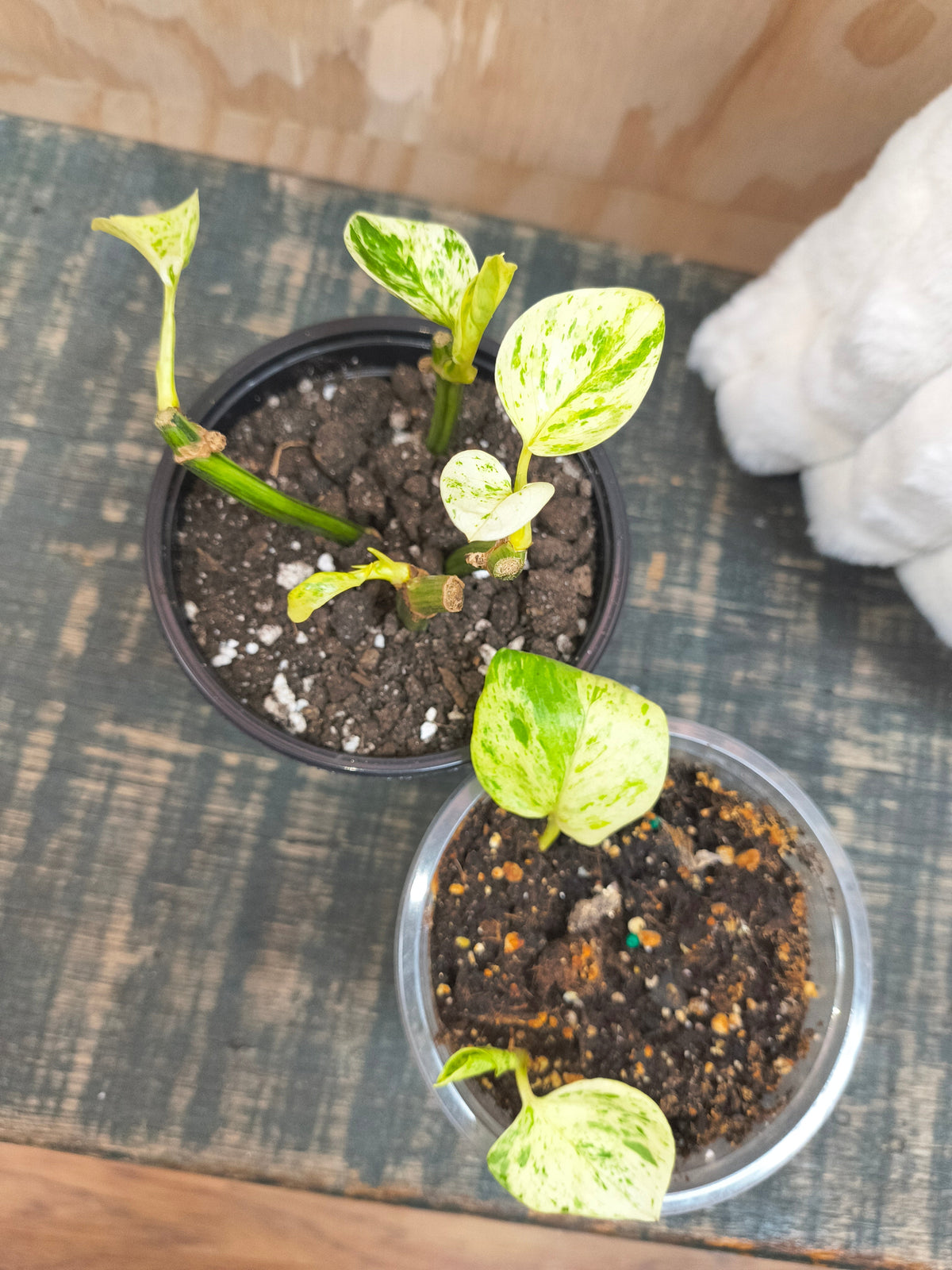 Snow Queen Pothos