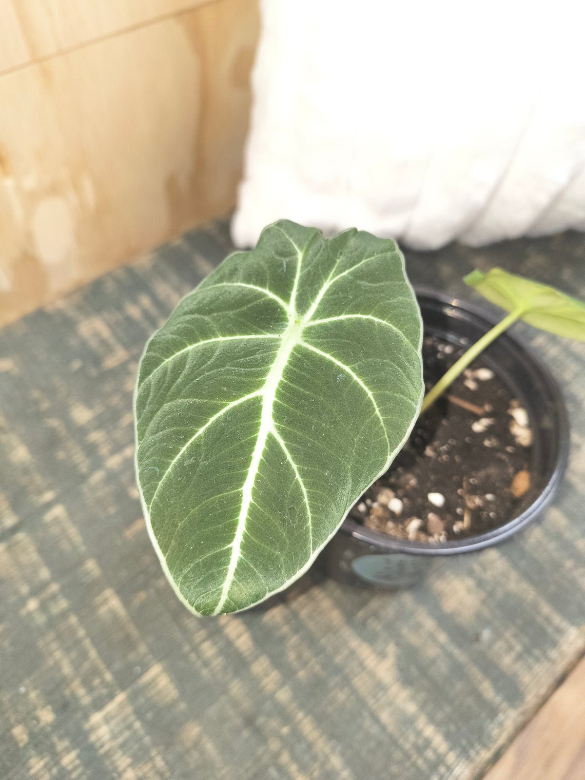 Alocasia Black Velvet