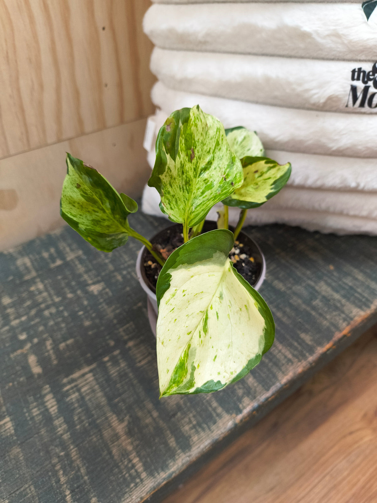 Manjula Pothos
