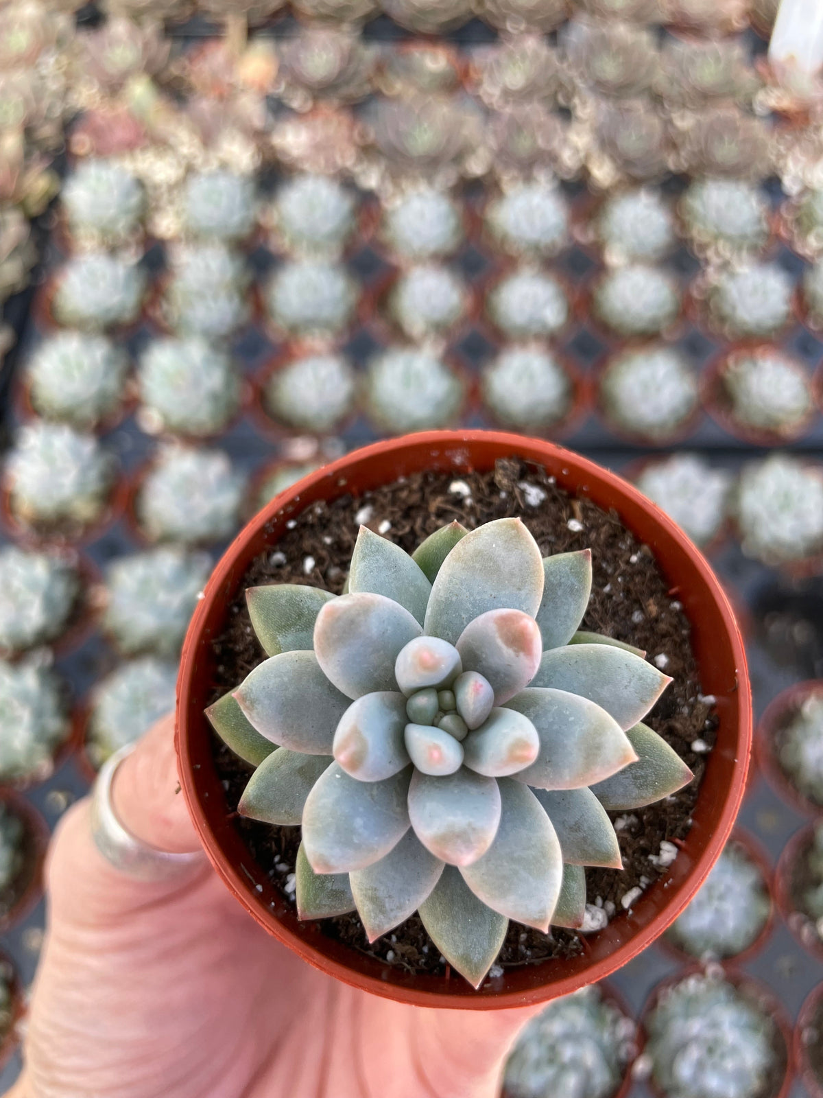 Echeveria Estrella - Tray of 40