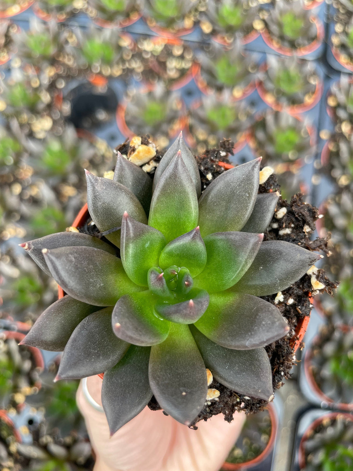 Echeveria New Black - Tray of 40