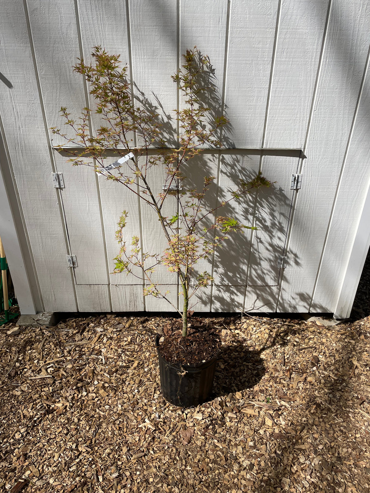 Beni Shichihenge Acer Palmatum Grafted