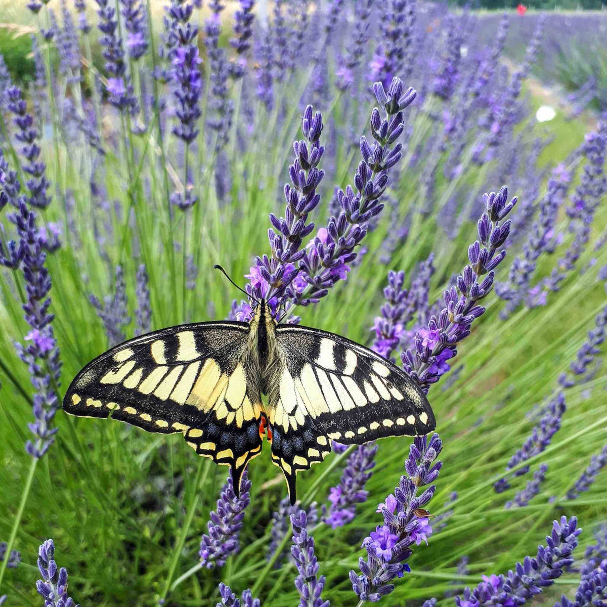 Phenomenal⢠Lavender Plant