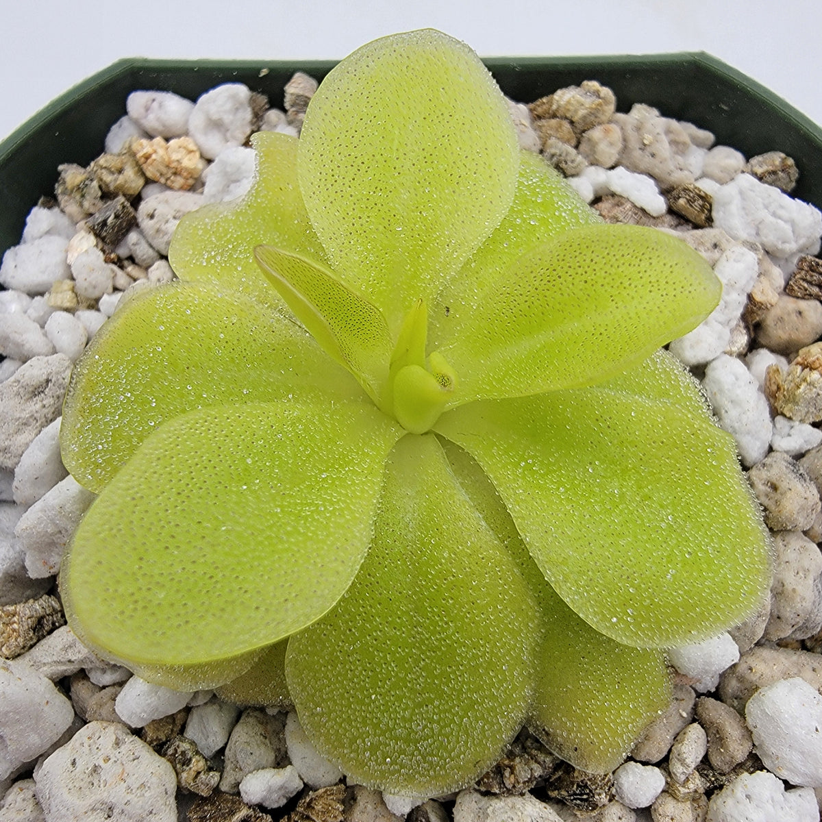 Pinguicula 'Sumidero II'