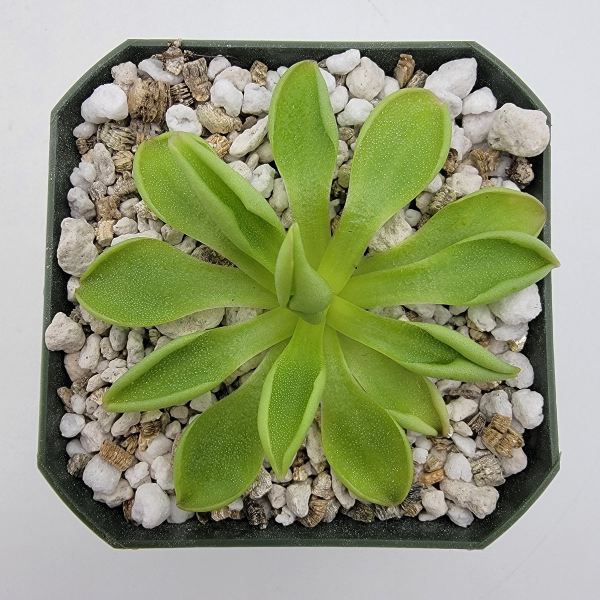 Pinguicula 'Titan'