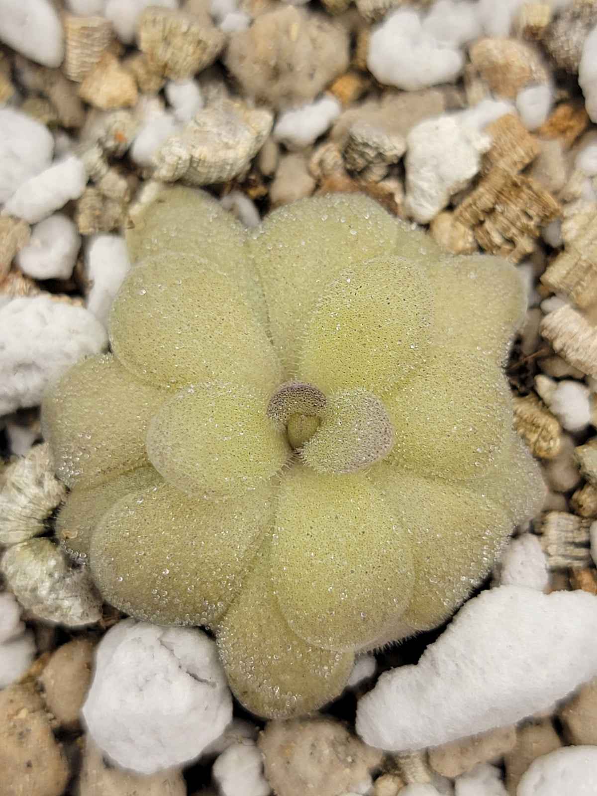 Pinguicula agnata "True Blue" x hemiepiphytica