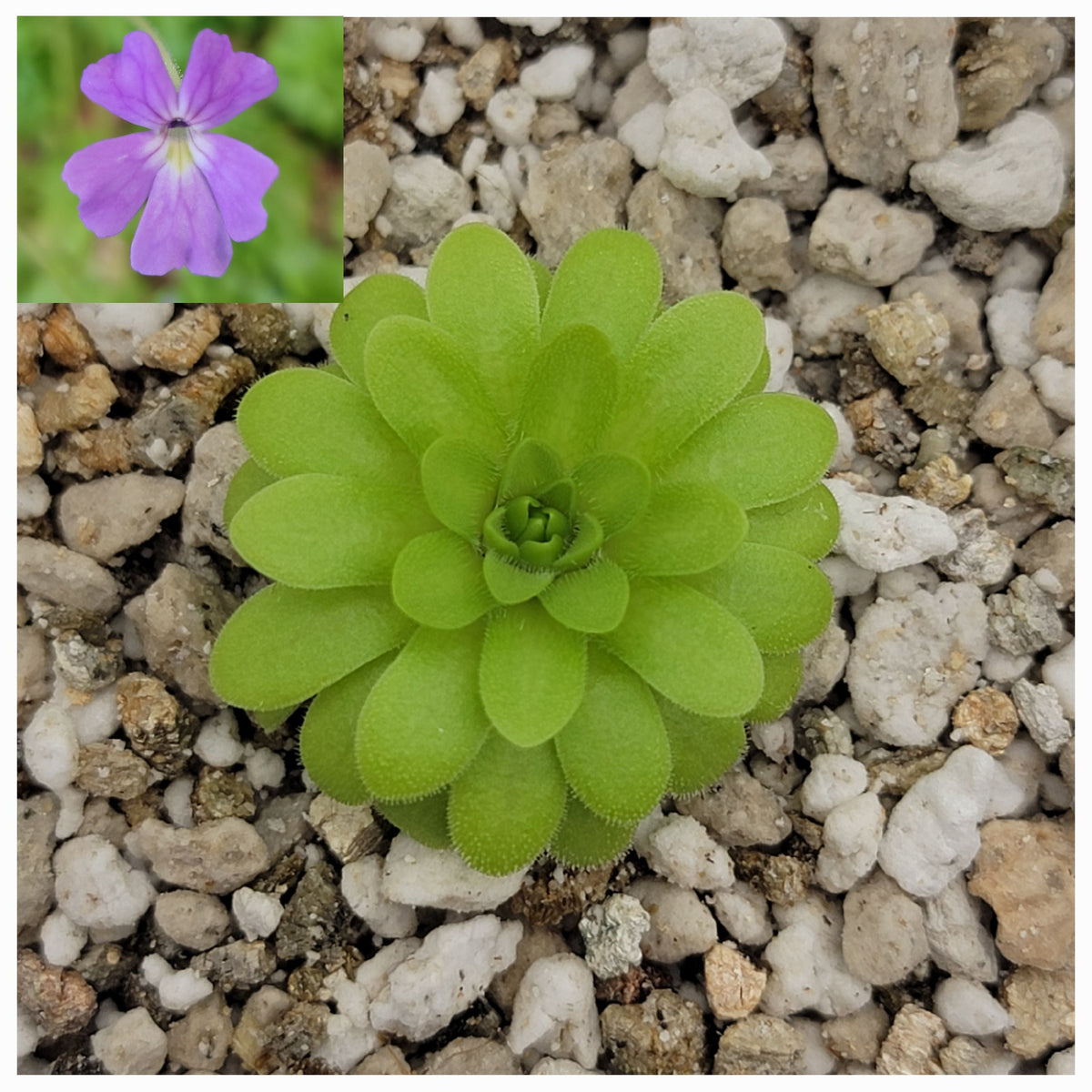 Pinguicula emarginata x gypsicola