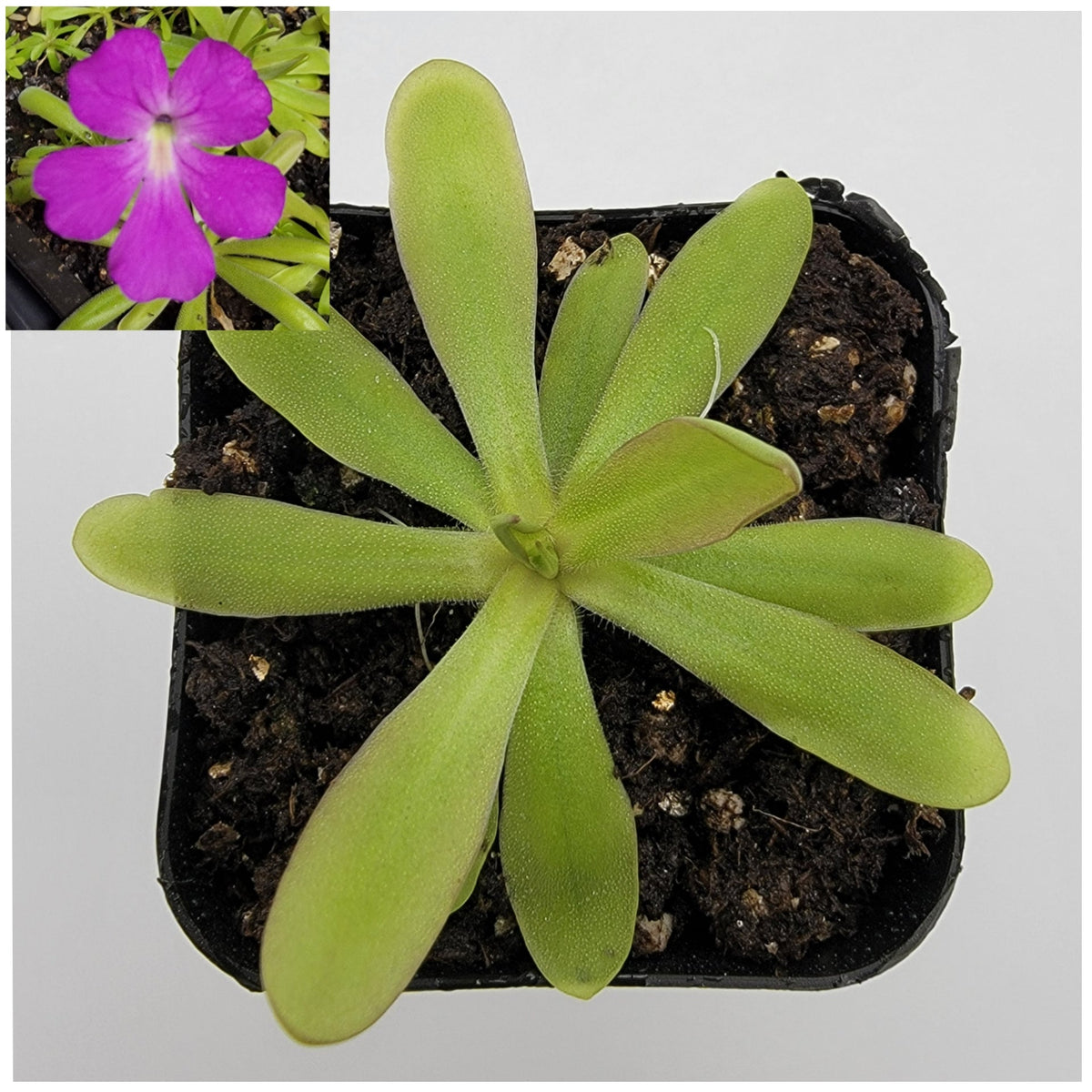 Pinguicula emarginata x moctezumae