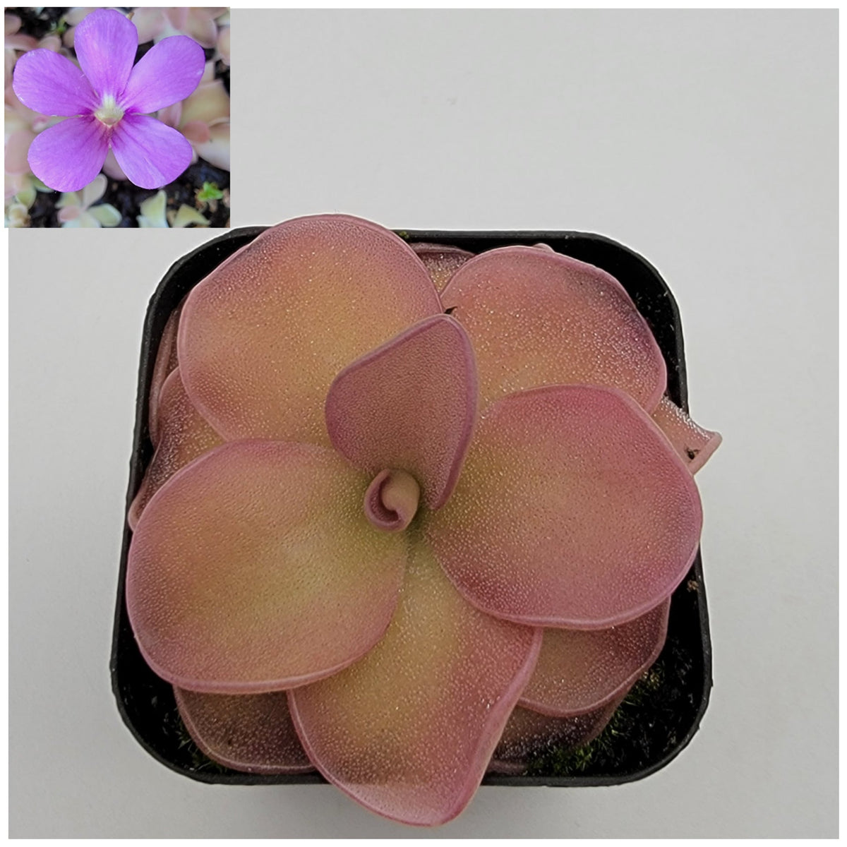 Pinguicula 'Pirouette'