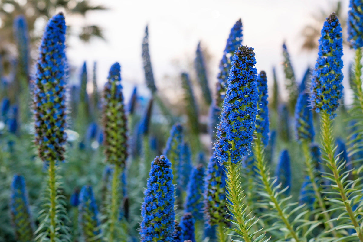 40 Blue PRIDE OF MADEIRA Echium Candicans Fastuosum Nectar Flower Seeds