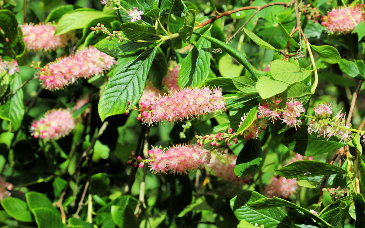 20 Pink SUMMERSWEET BUSH Clethra Alnifolia Rosea Fragrant Flower Shrub Seeds
