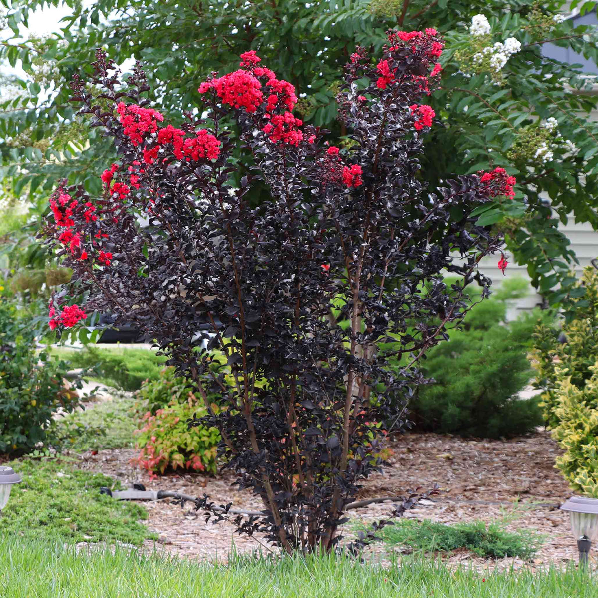 Thunderstruck⢠Rumblin Red⢠Crape Myrtle