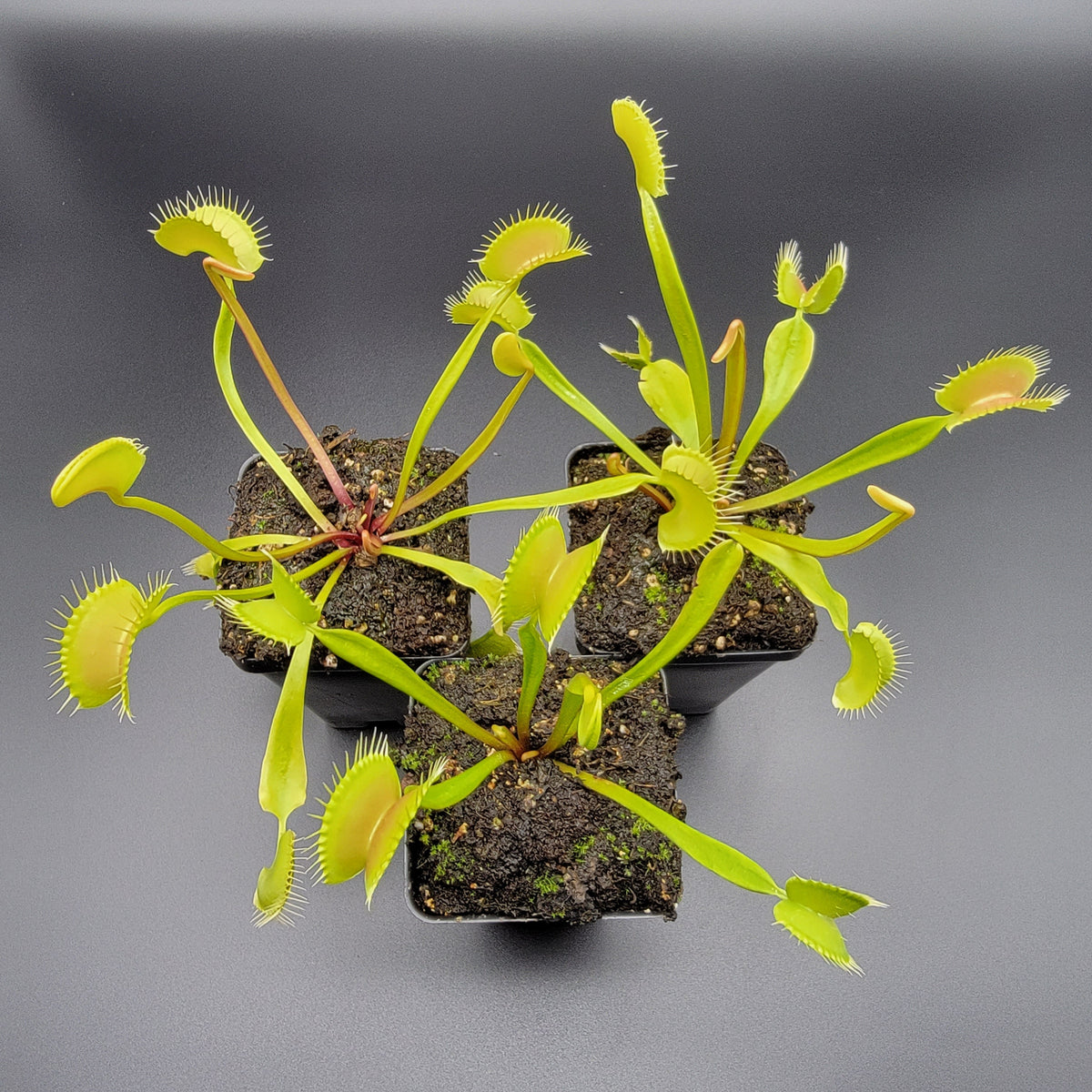 Venus flytrap (Dionaea muscipula) 'B52' x 'Ginormous'