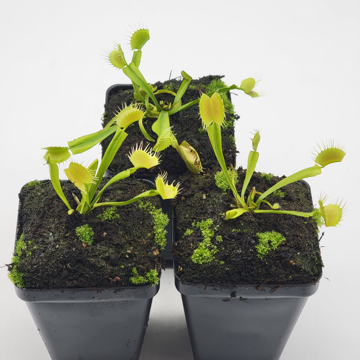 Venus flytrap (Dionaea muscipula) 'Crispy sun'