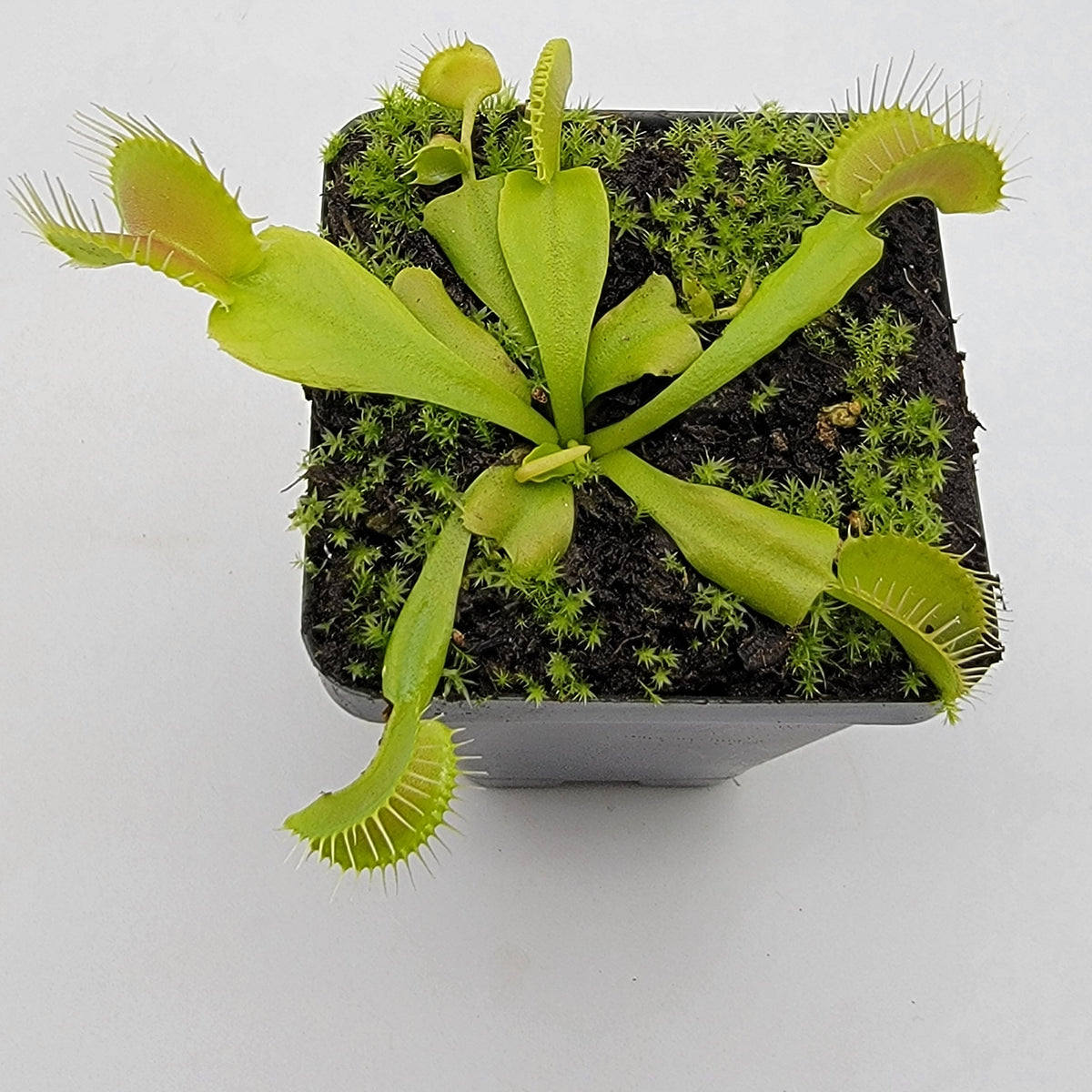 Venus flytrap (Dionaea muscipula) 'Double Trouble'