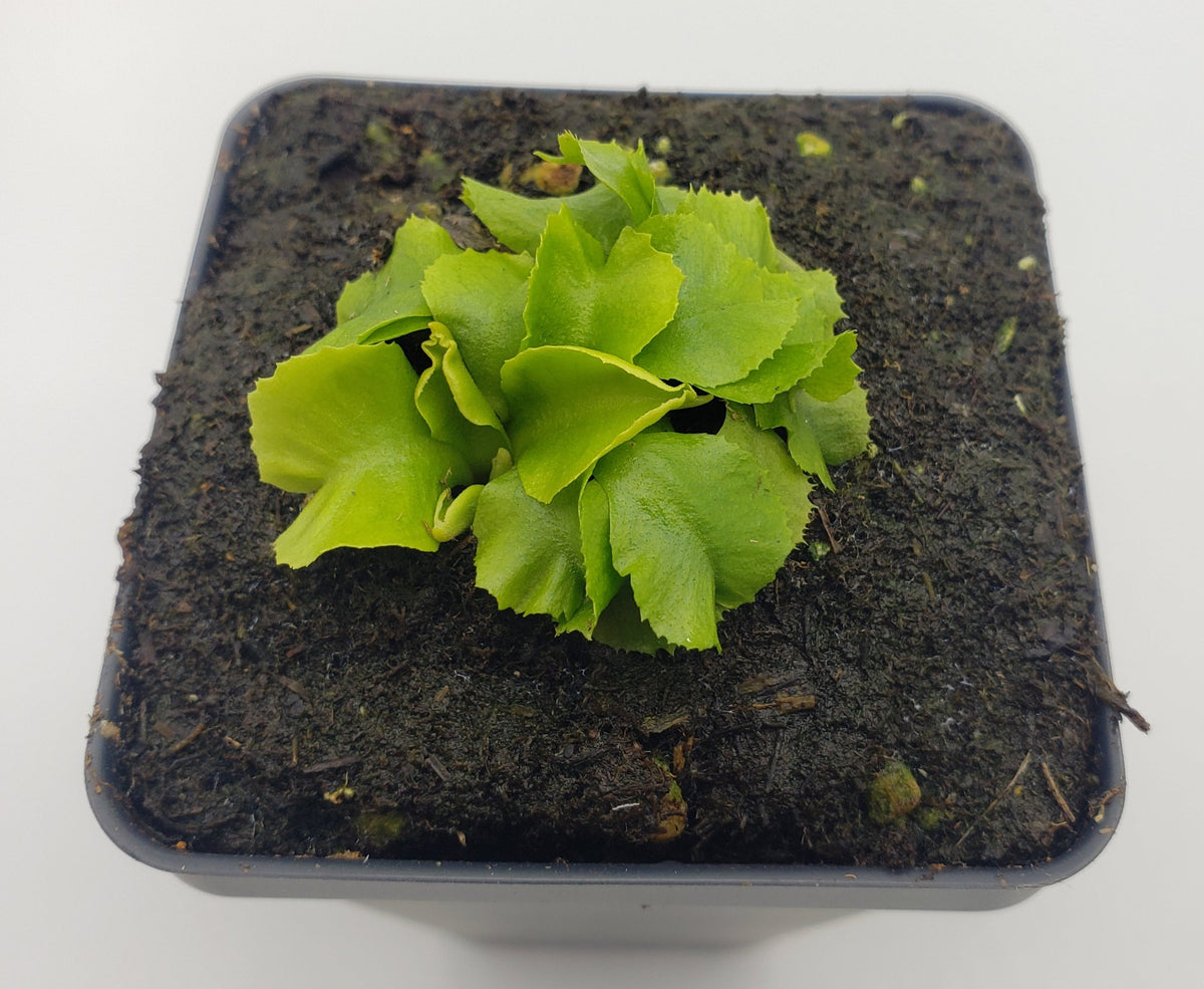 Venus flytrap (Dionaea muscipula) "GJ Rose"