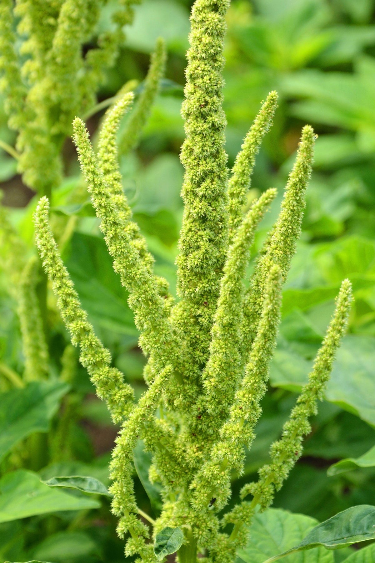 200 GREEN THUMB AMARANTHUS Hypochondriacus Princeâs Feather Amaranth Flower Seeds