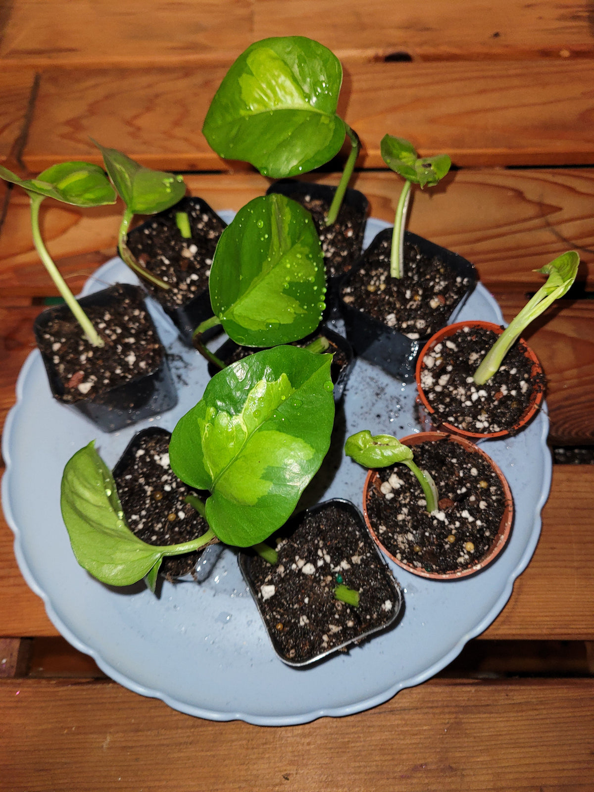 Global Pothos