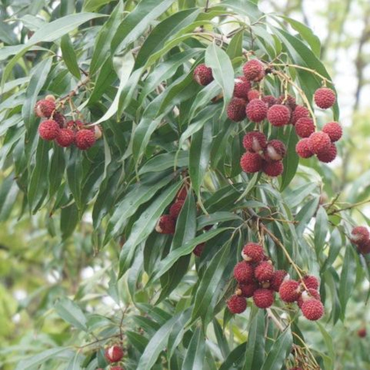 Brewster Lychee Tree