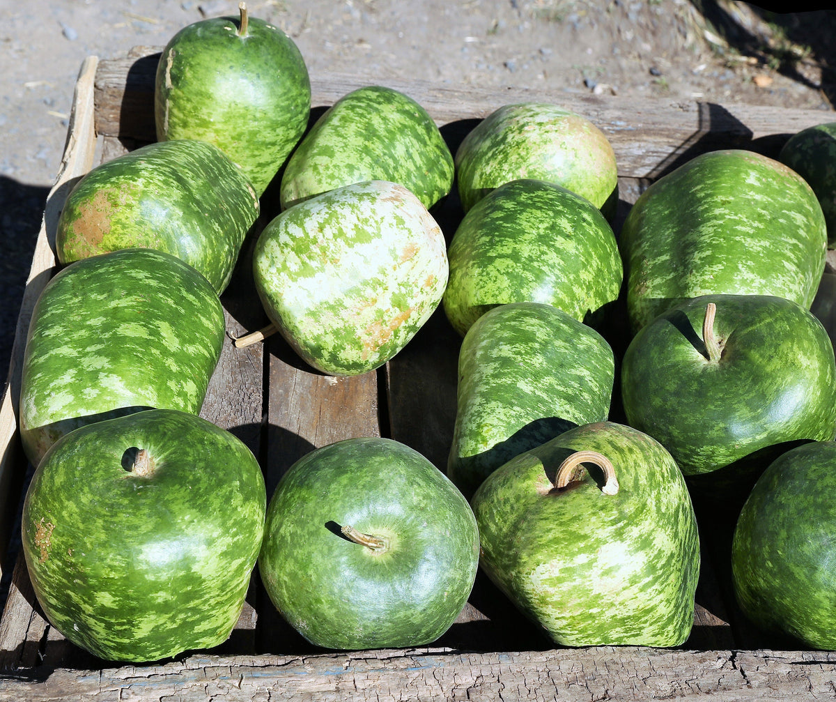 25 Small APPLE GOURD Cucurbita Pepo Ornamental Squash Seeds
