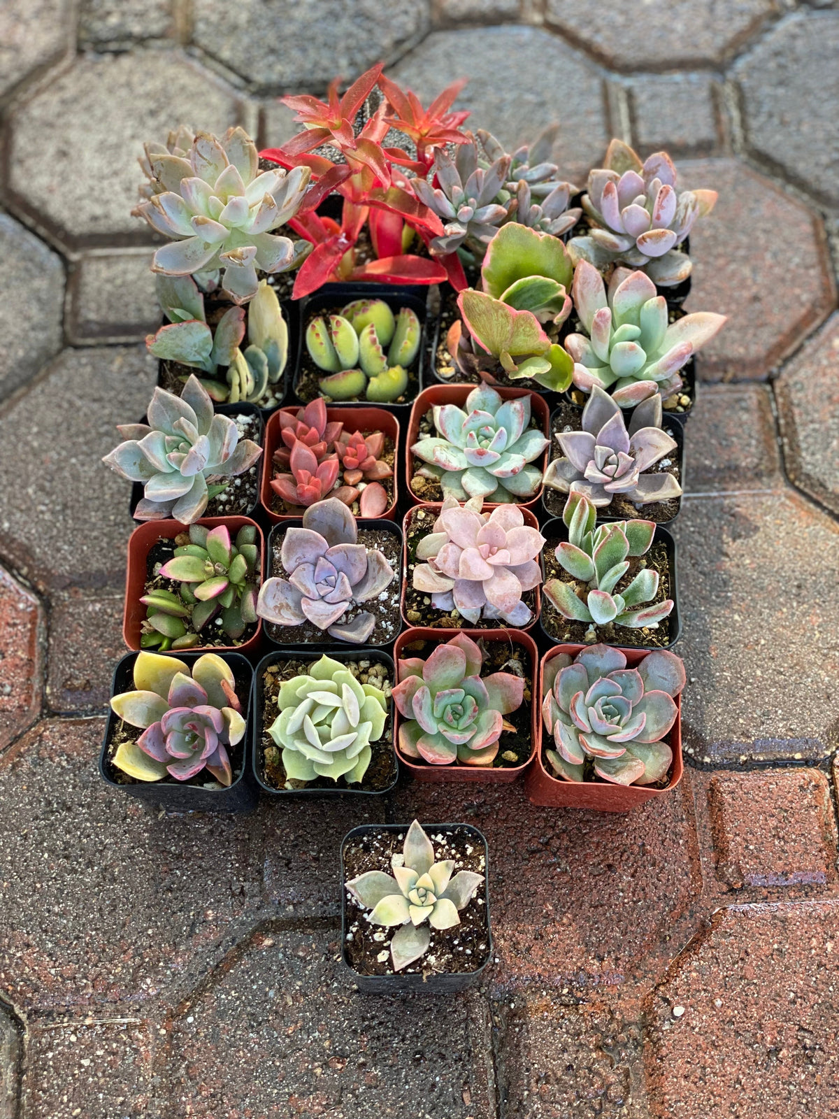 Pink Pack - 20 gorgeous 2â succulents + one FREE