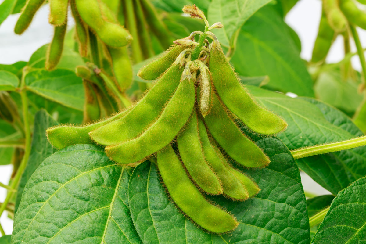 20 Edamame Green ENVY SOYBEAN Glycine Max Soy Bean Vegetable Seeds