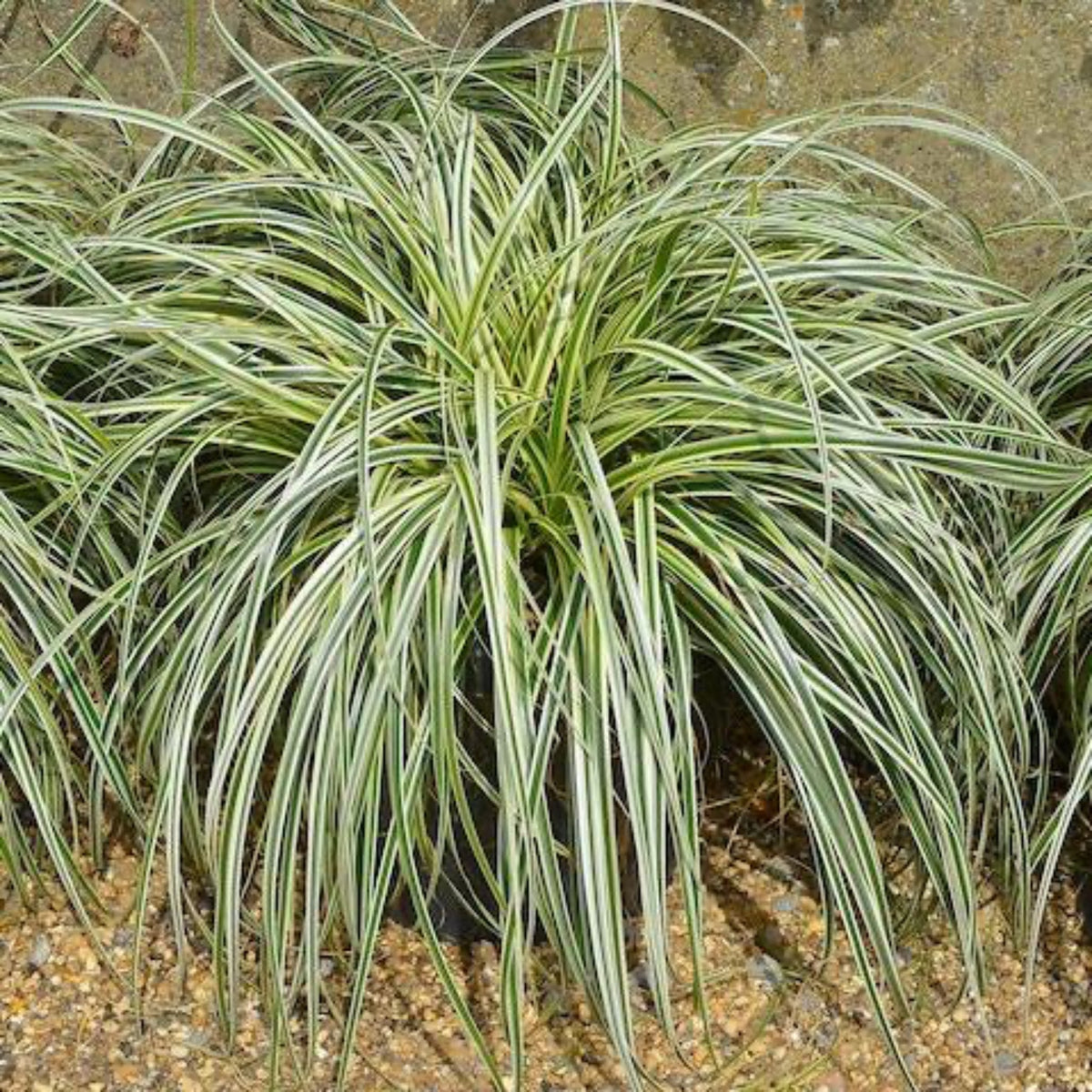 Carex Feather Fallsâ¢
