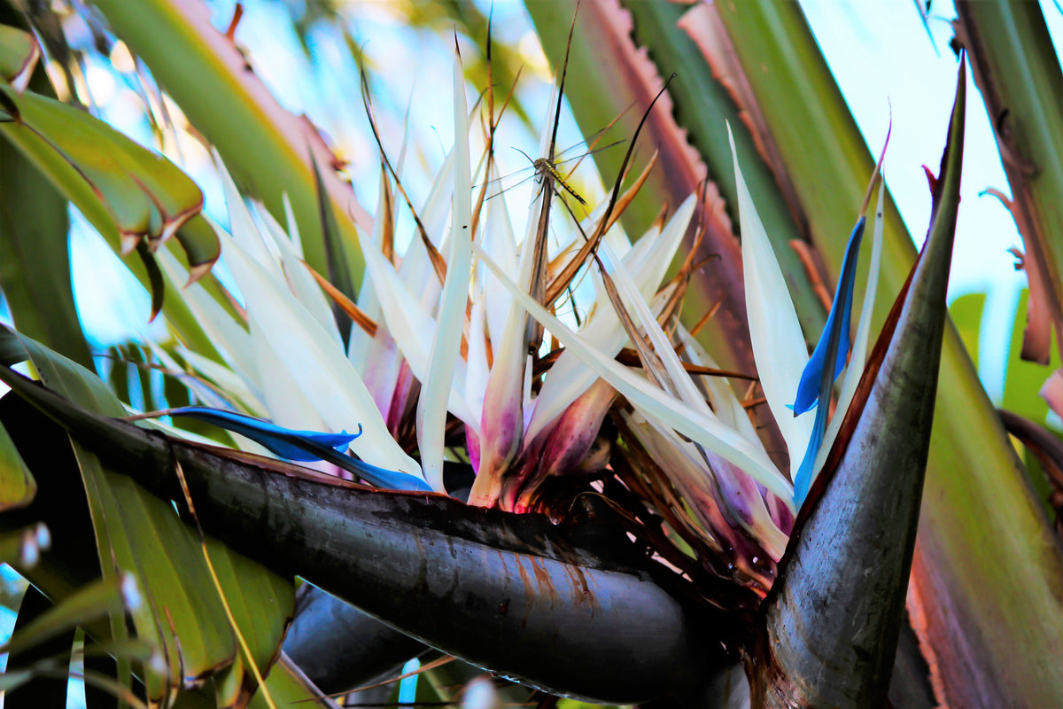 5 GIANT BIRD OF PARADISE Tree Strelitzia Nicolai Wild Banana White Crane Blue Purple Flower Houseplant Seeds