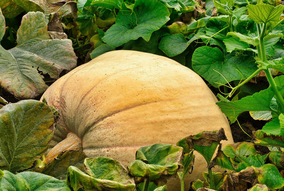 25 MAMMOTH GOLD PUMPKIN Cucurbita Maxima Carving Pie Vegetable Seeds