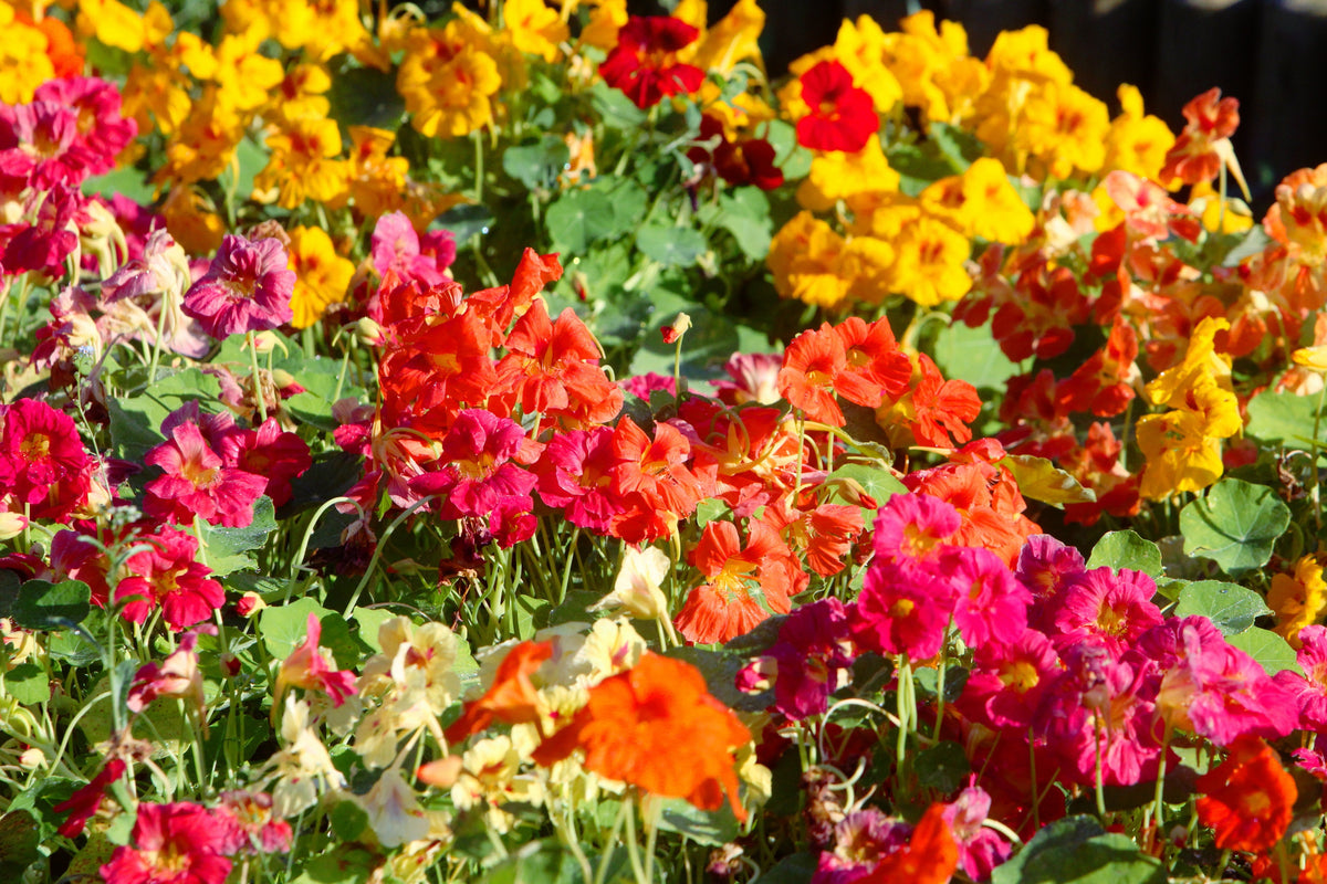50 Mixed Colors DWARF JEWEL NASTURTIUM Tropaeolum Minus Flower Seeds