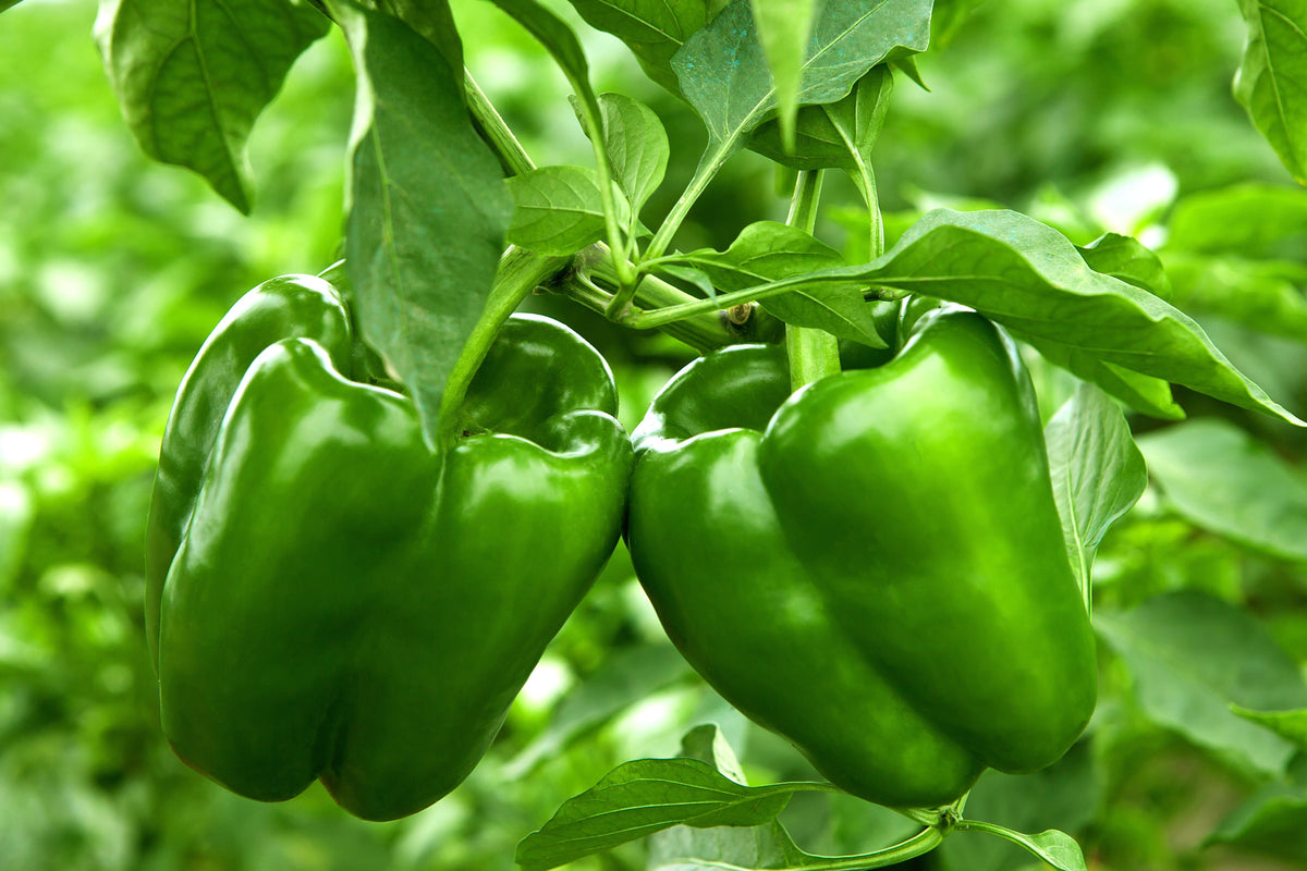 200 BIG GREEN Bell PEPPER Sweet Capsicum Annuum Vegetable Seeds