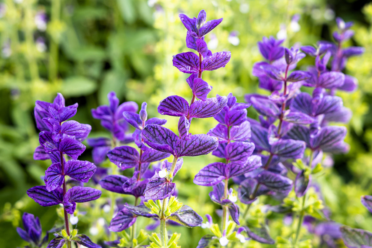 50 OXFORD BLUE SAGE Salvia Viridis Clary Painted Horminum Sage Herb Flower Seeds