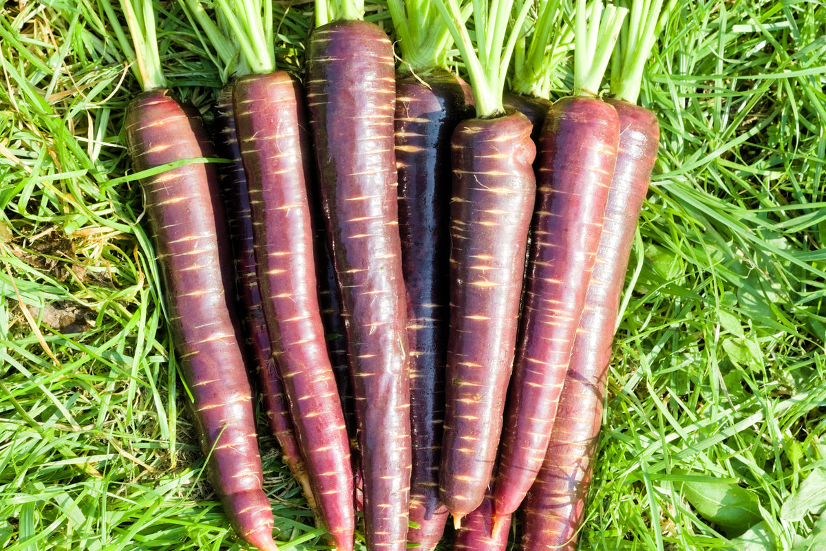 400 COSMIC PURPLE CARROT Daucus Carota Vegetable Seeds