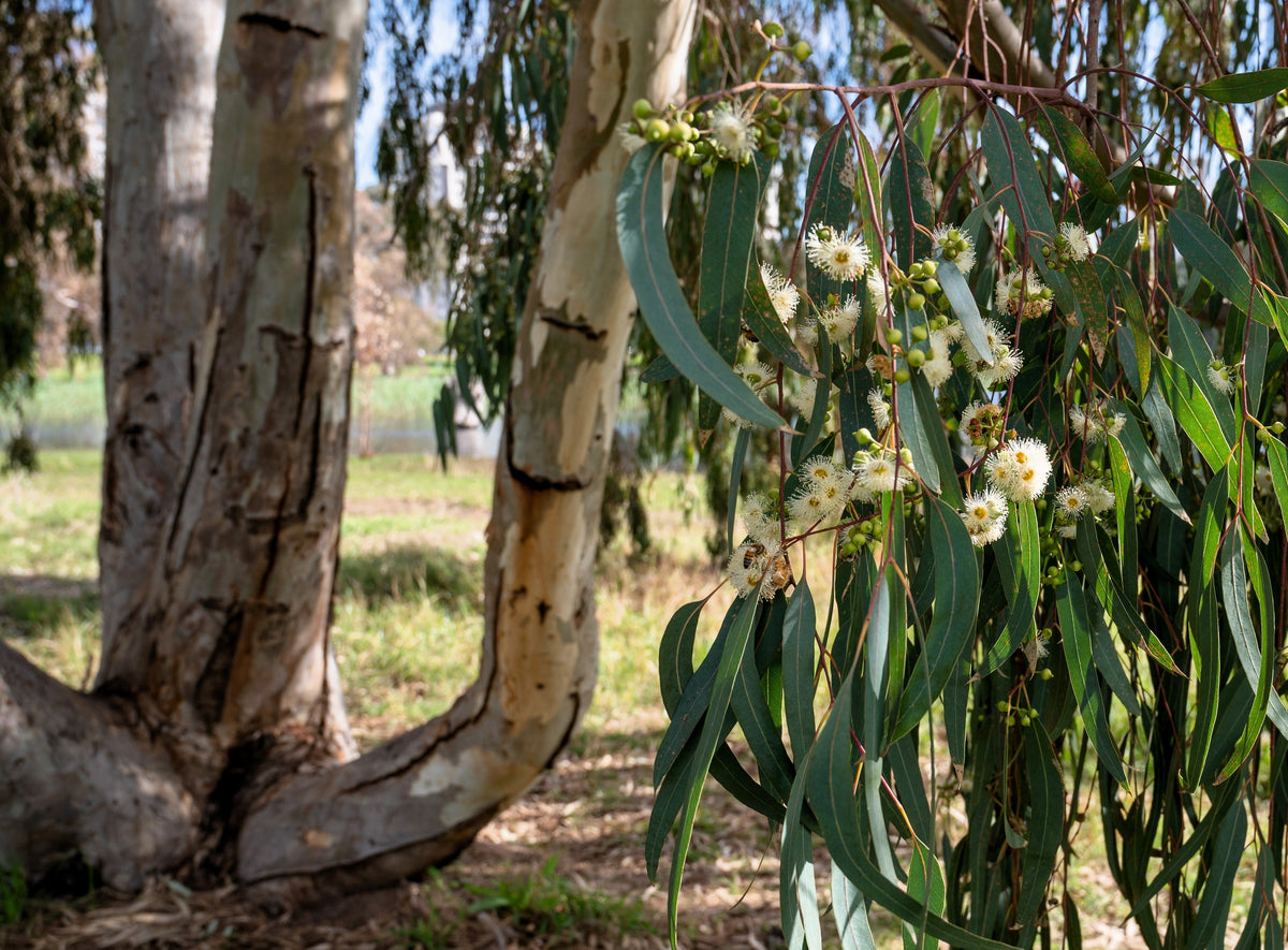 25 RED FOREST GUM Tree Eucalyptus Tereticornis Blue Grey Mountain Flower Seeds