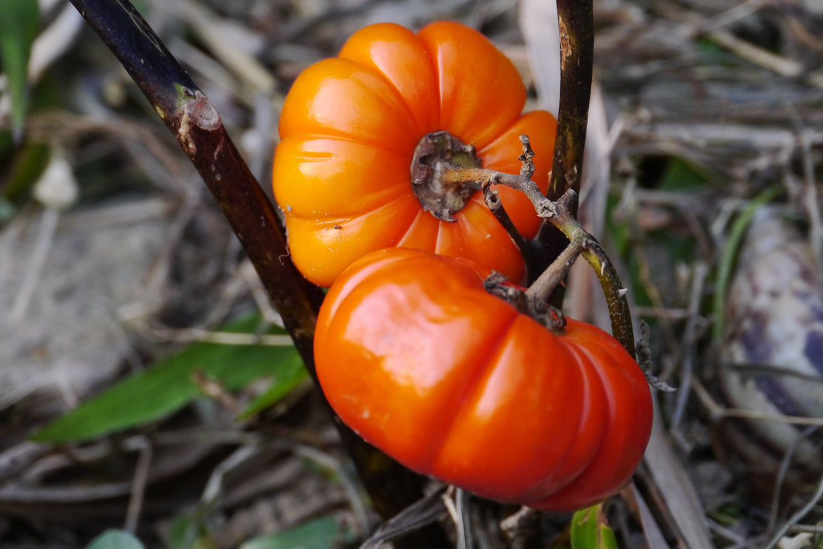 25 TURKISH ORANGE EGGPLANT Scarlet Solanum Aethiopicum Fruit Vegetable Seeds