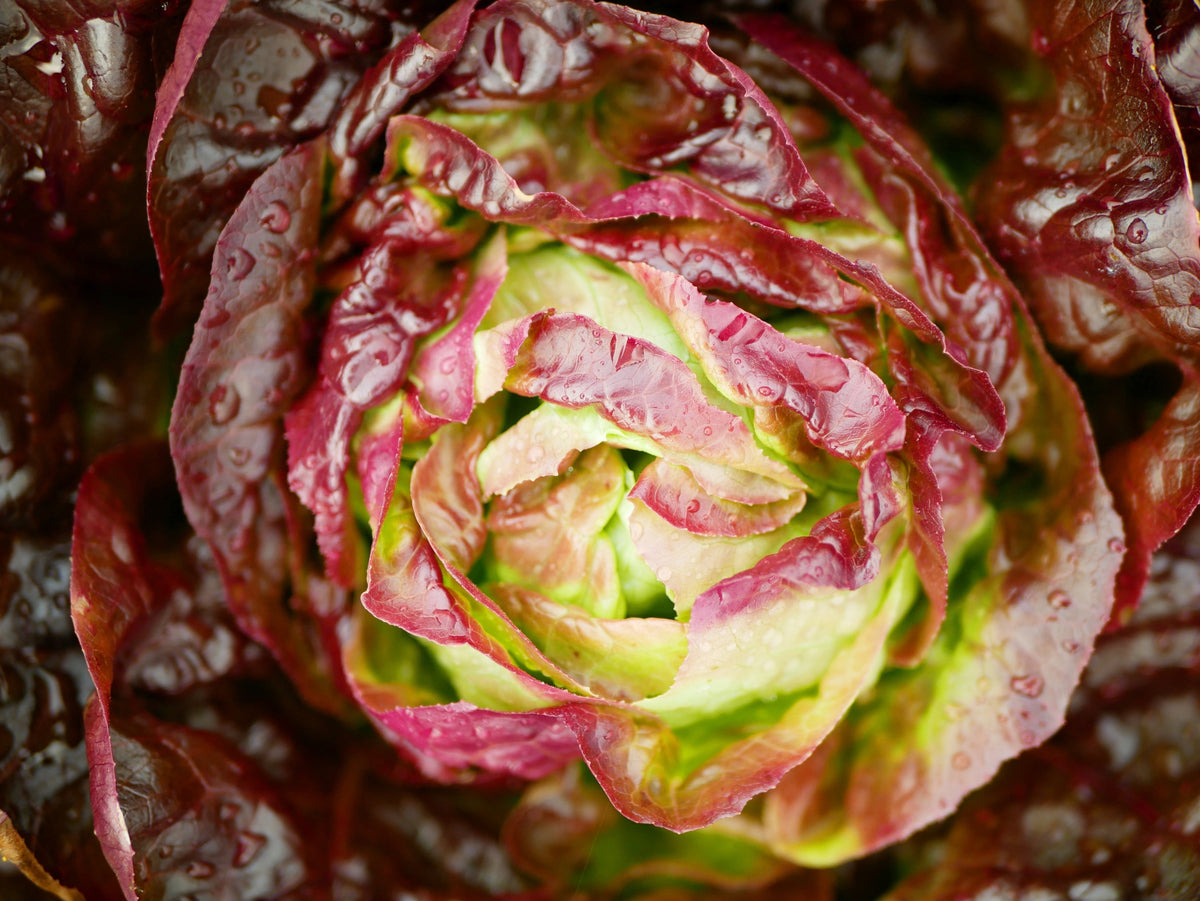 3000 RED ROMAINE LETTUCE Lactuca Sativa Vegetable Seeds
