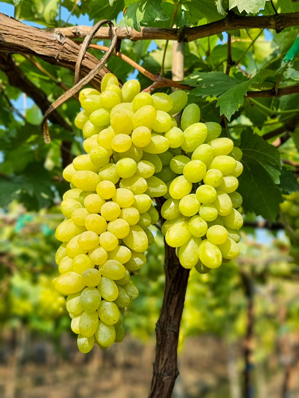 50 GREEN (Dessert / Table) GRAPE Vitis Vinifera Fruit Vine Seeds