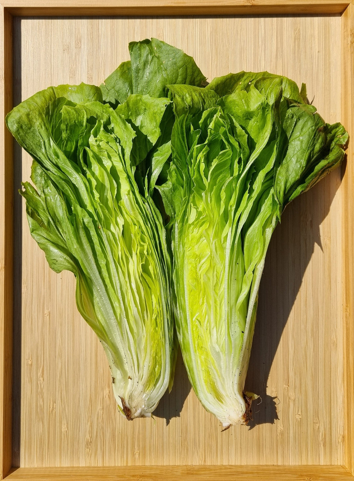 250 SUGAR LOAF ENDIVE Radicchio Escarole Cichorium Intybus Green Vegetable Seeds