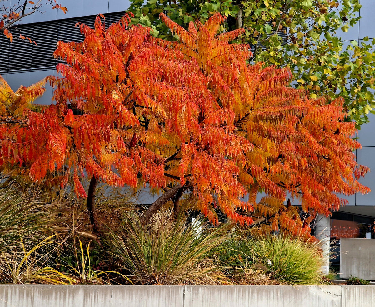 75 SMOOTH SUMAC TREE Red Berries Rhus Glabra Borealis Seeds