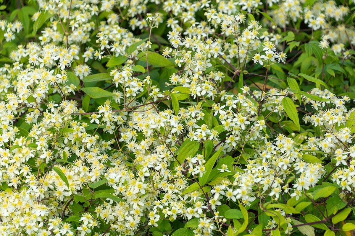 20 WHITE CLEMATIS Virginiana / Virgins Bower Flower Vine Seeds