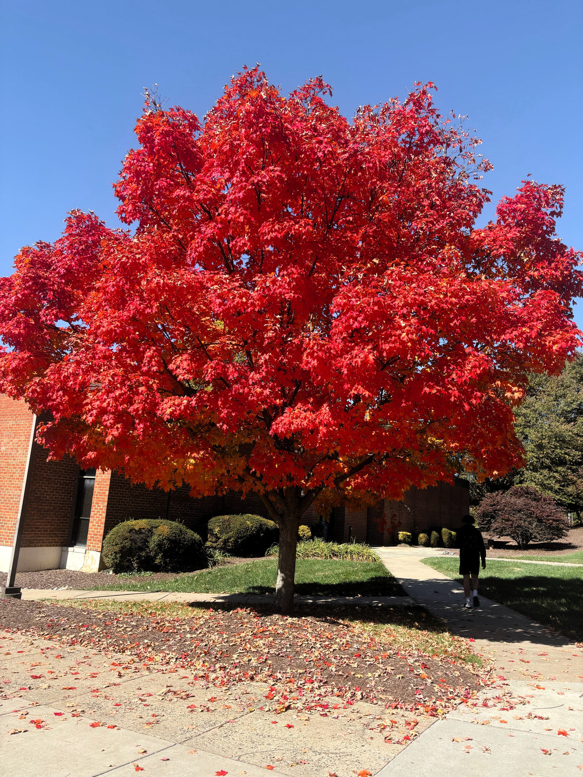 25 Scarlet CAROLINA RED MAPLE Tree Acer Rubrum Seeds