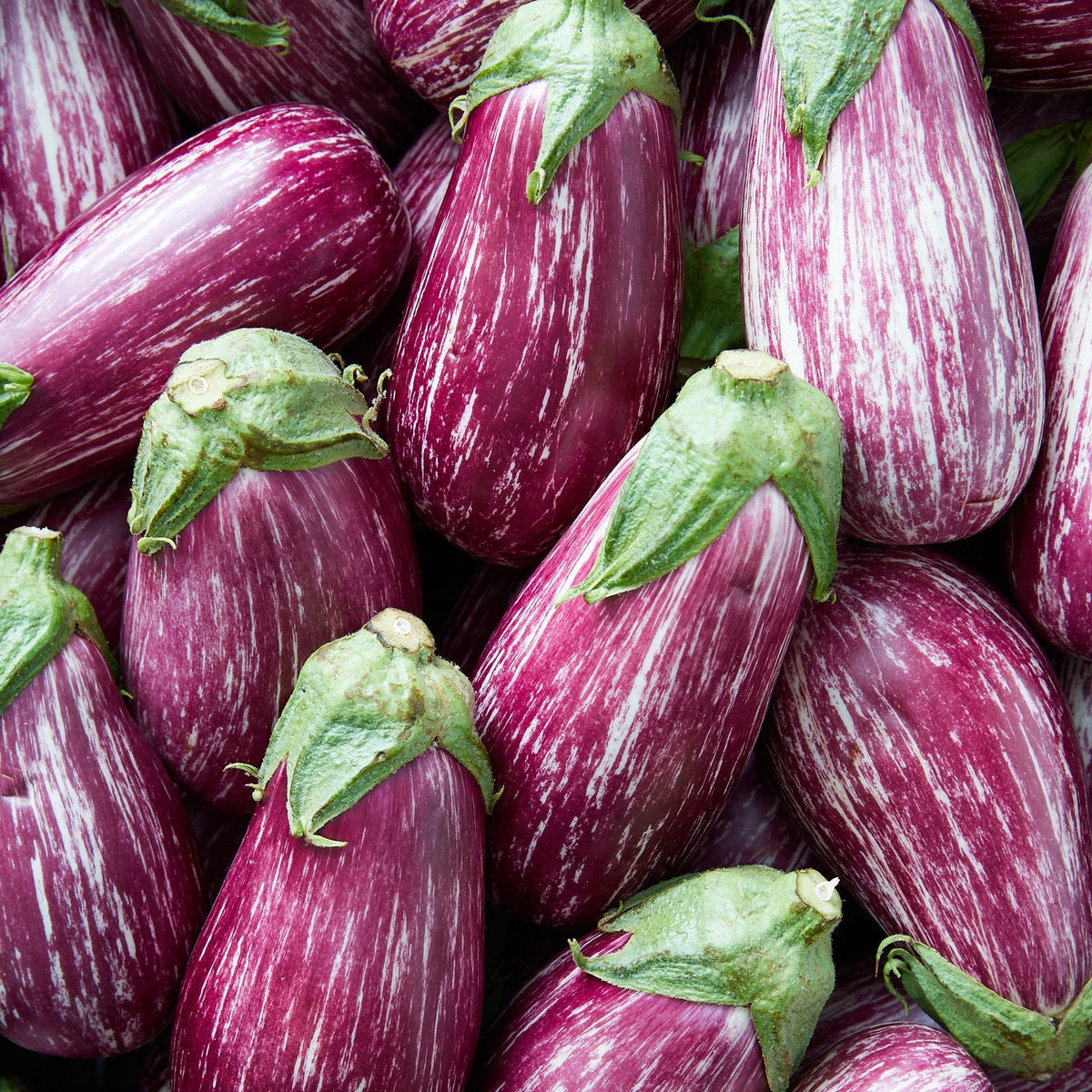 30 Pandora STRIPED ROSE EGGPLANT Solanum Melongena White Fruit Vegetable Seeds