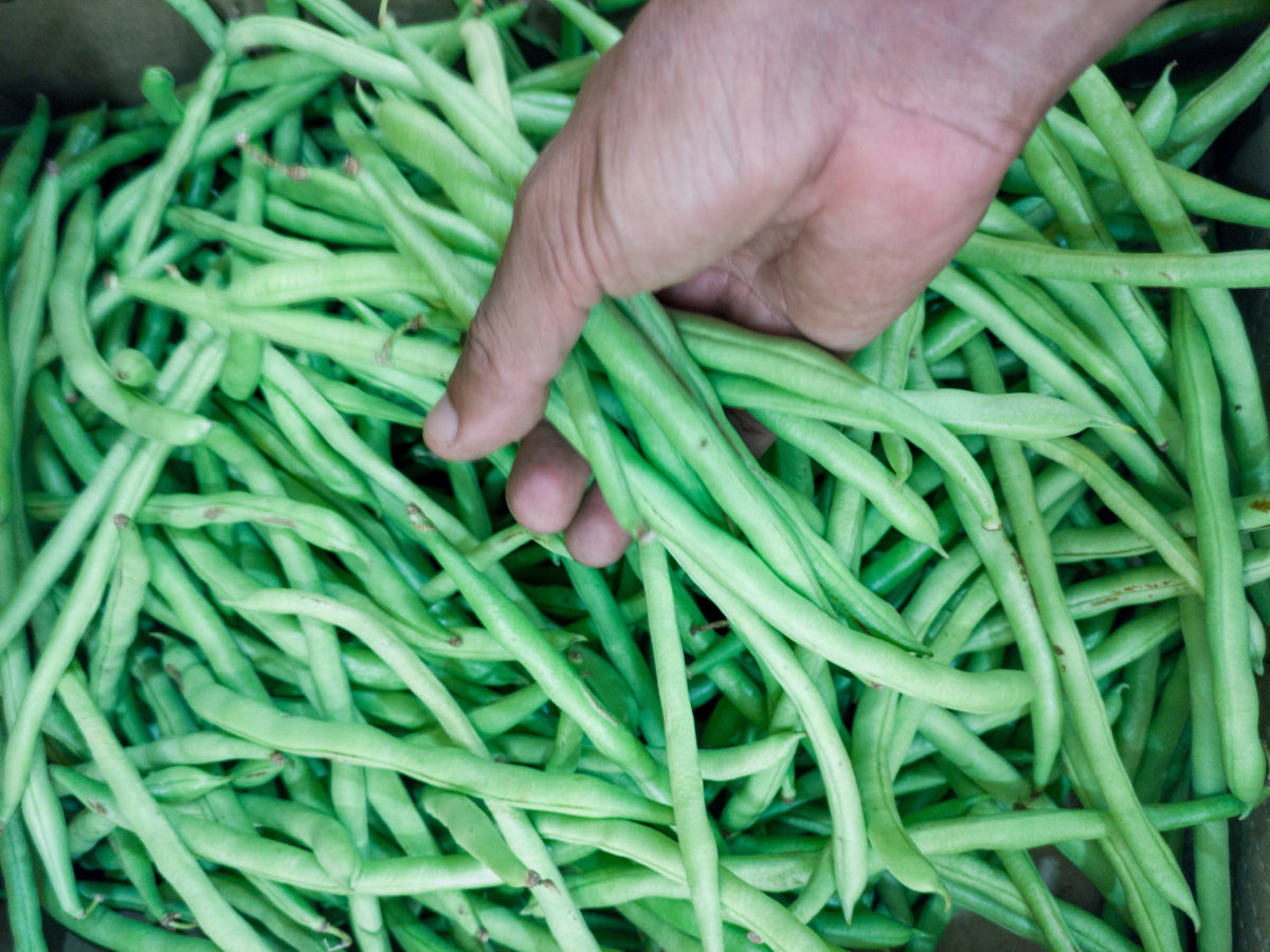 50 SLENDERETTE GREEN BEAN French Stringless Phaseolus Vulgaris Vegetable Seeds