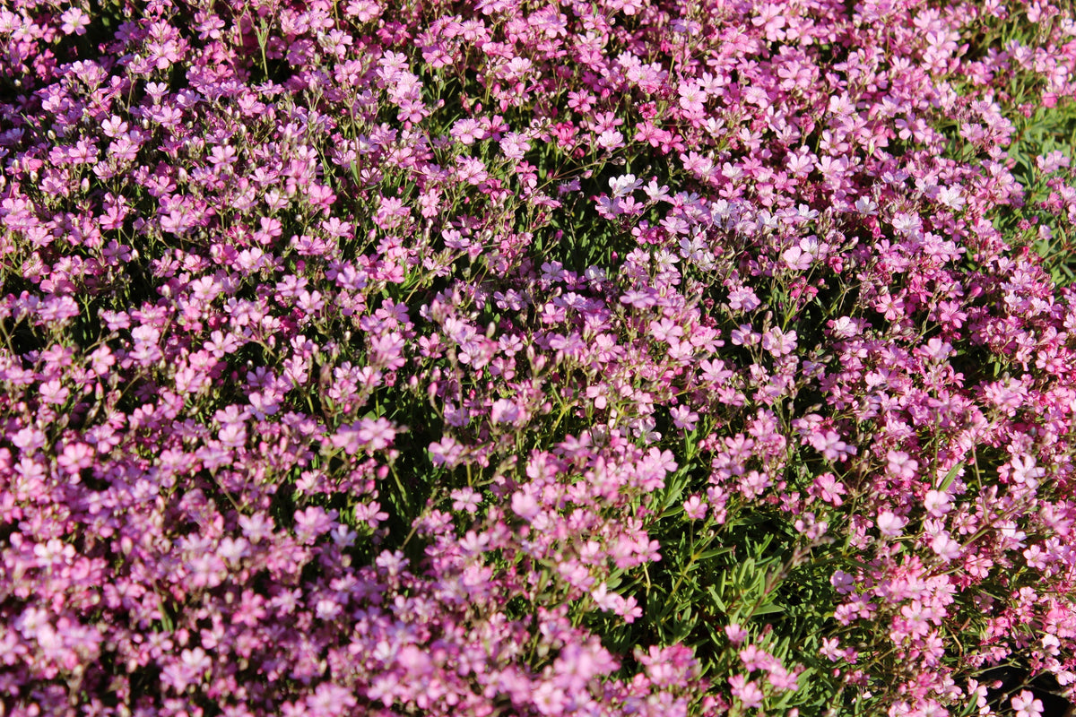 350 RED BABYS BREATH Gypsophila Elegans Baby's Breath Flower Seeds