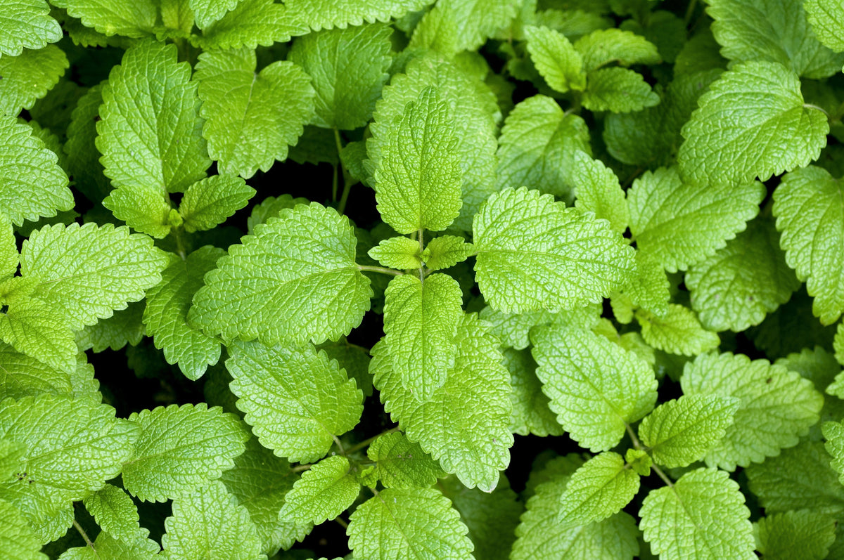 1500 LEMON BALM Melissa Officinalis Lemonbalm Fragrant Herb / Flower Seeds
