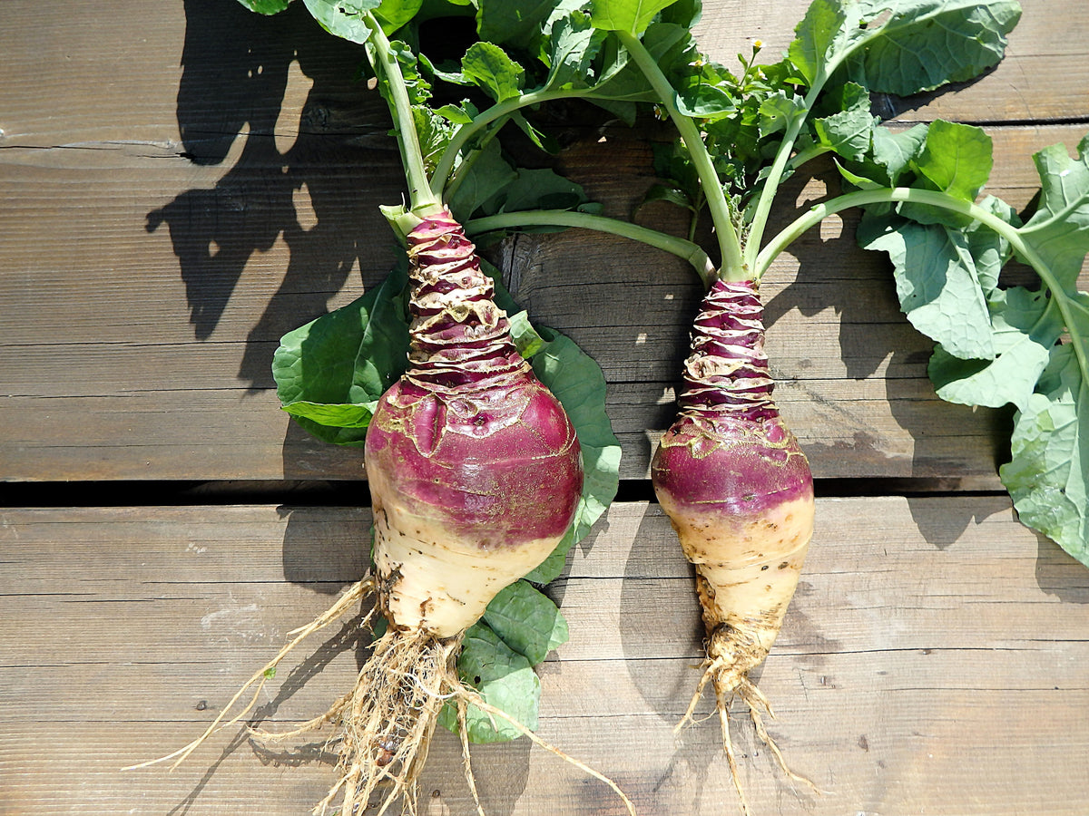 1500 American PURPLE TOP RUTABAGA Brassica Napus Root Vegetable & Greens Seeds