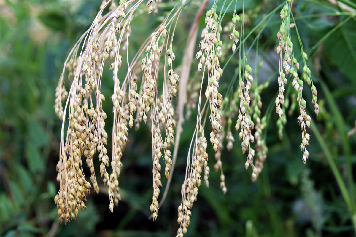 200 PROSO MILLET White Common Panicum Miliaceum Ornamental Grass Vegetable Seeds