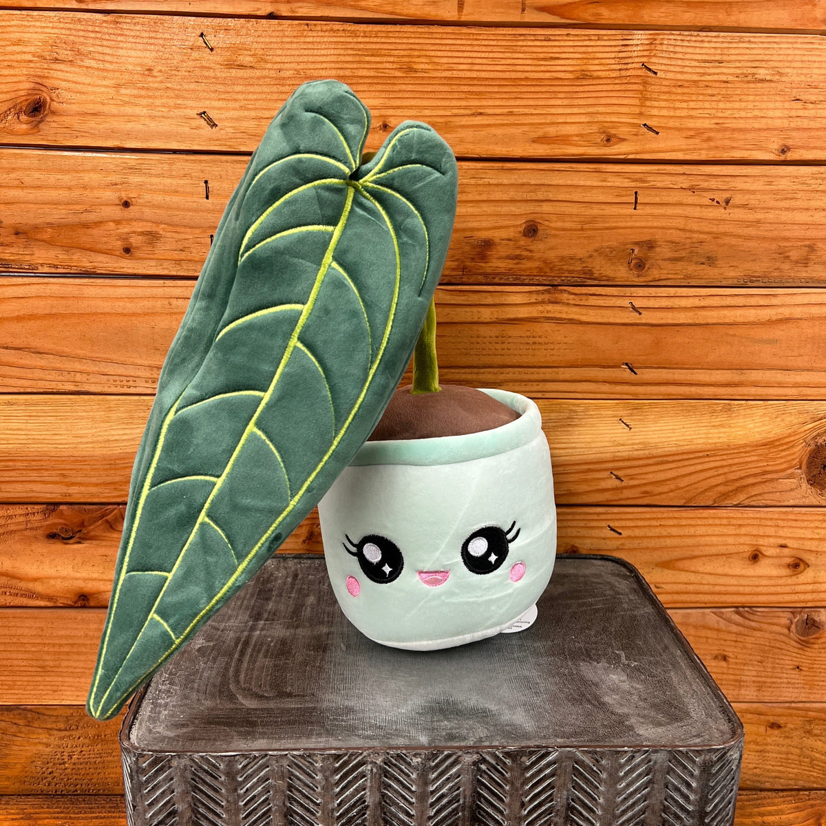 Anthurium Queen Plush